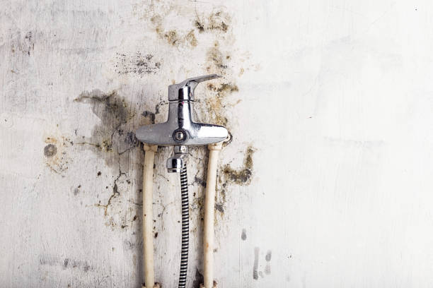 Best Office Mold Removal Services  in Tchula, MS