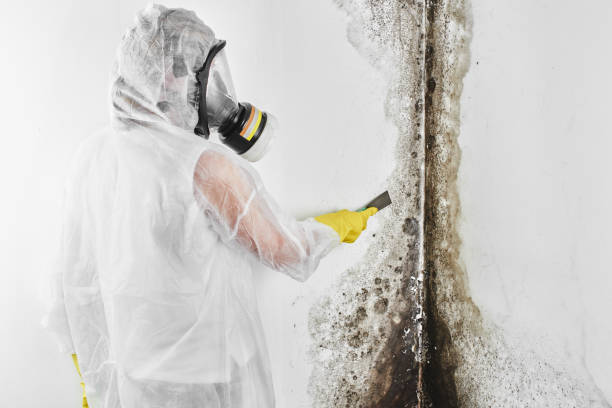 Best Mold Cleaning Services  in Tchula, MS