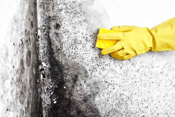 Best Mold Removal Company Near Me  in Tchula, MS