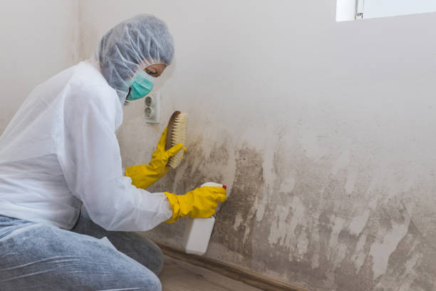 Best Mold Remediation  in Tchula, MS