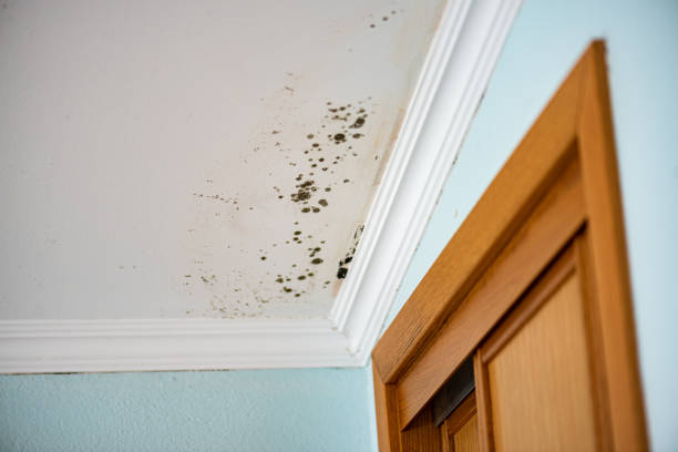 Best Affordable Mold Removal  in Tchula, MS