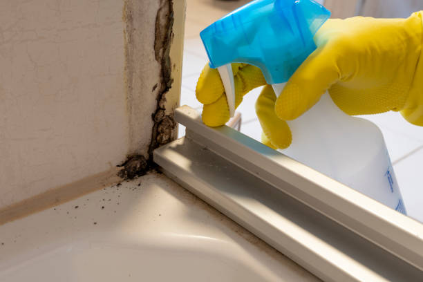 Office Mold Removal Services in Tchula, MS
