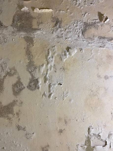 Mold Testing and Removal in Tchula, MS
