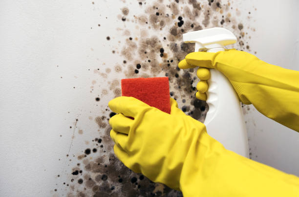Home Mold Removal in Tchula, MS