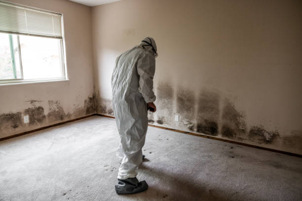 Best Mold Damage Repair  in Tchula, MS