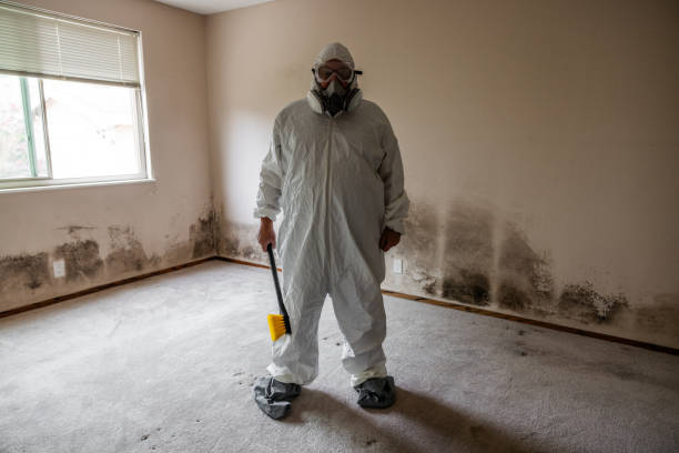 Best Same-Day Mold Removal  in Tchula, MS