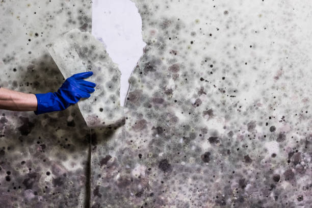 Best Mold Testing  in Tchula, MS