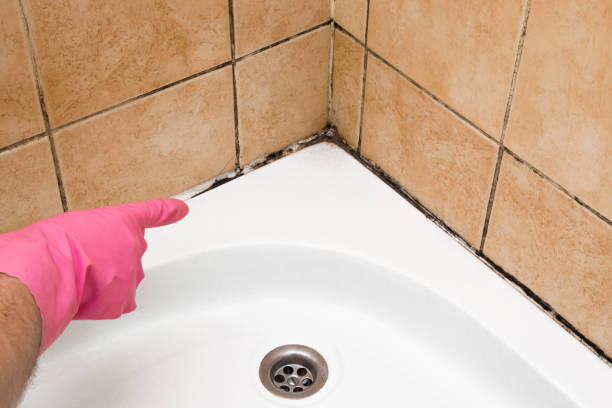 Best Local Mold Removal Service  in Tchula, MS